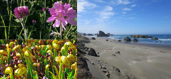 Central Oregon Coast